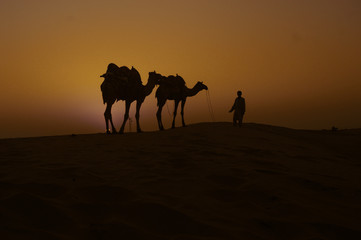Fototapeta na wymiar Camel evening Time in thar desert 