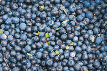 Pile of ripe blueberries collected in swamp.