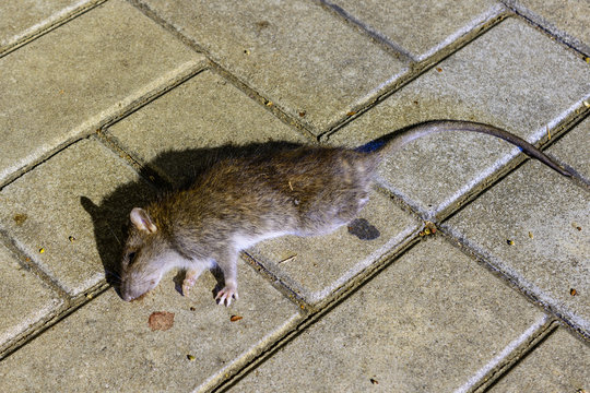 Dead rat lies on the pavement. The concept of pest rodent control.