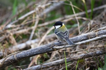 Japanese tit lives in low elevation forests and marshes and eats fruits, seeds and insects.