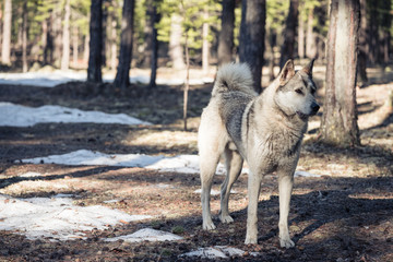 Stray dog mongrel walks through the woods in search of food.