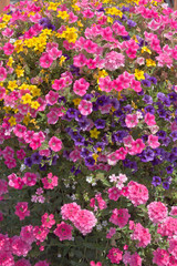 Farm and garden nursery in Canby Oregon.