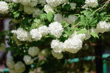 Beautiful flowers blooming in spring day.