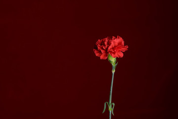 カーネーション