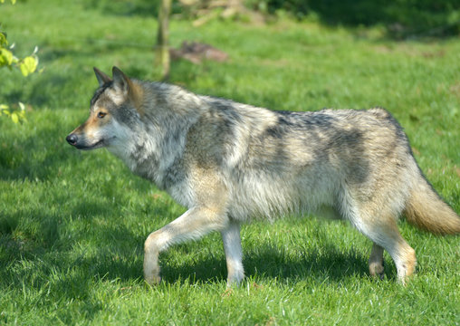 European grey wolf, Canis lupus lupus