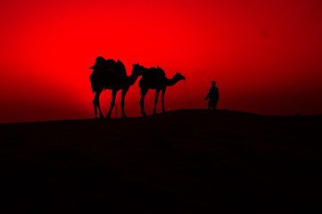 Fototapeta na wymiar Camel evening Time in thar desert 