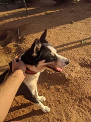 Husky siberiano