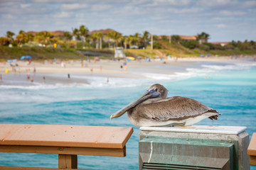 Pelican guarding Juno Beach Pier © Henryk Sadura
