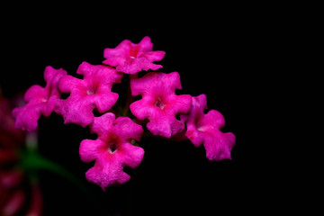 Obraz premium Lantana camara flower