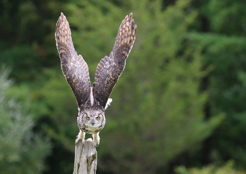 Great Horned Owl In Flight