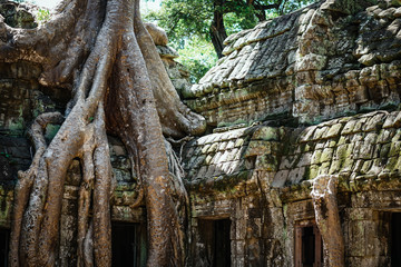 Ta Prohm, Angkor, Siem Reap, Cambodia in 2019
