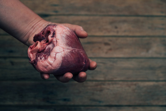 Heart (pig heart) in hand for cardiology concept