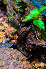 Brookesia chameleon on the forest floor in Masoala National Park, Madagascar