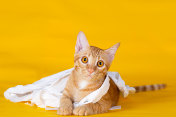 Kitten playing with toilet paper on yellow background. © Kt Stock