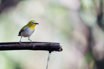 Bird (Swinhoe’s White-eye) in the nature wild