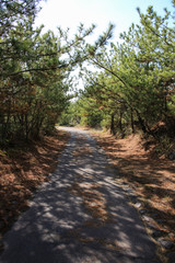 Fototapeta premium 鹿児島県鹿児島市 溶岩なぎさ遊歩道