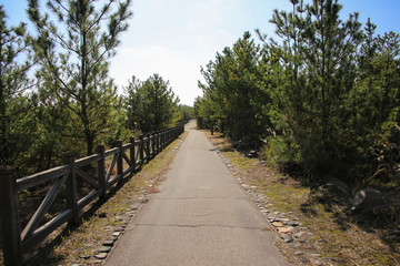 Fototapeta premium 鹿児島県鹿児島市 溶岩なぎさ遊歩道