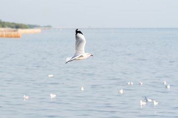 Fototapeta na wymiar Bird (Seagulls) flying on the sky at a nature sea