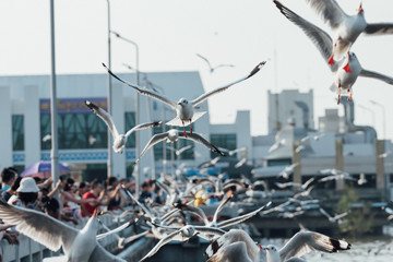 Bang Pu and visitors feeding thousands of seagulls