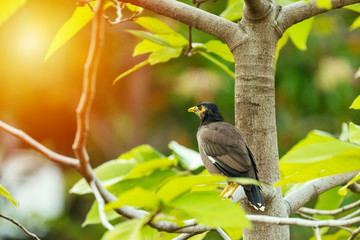 Bald headed common mynas bird with yellow head perching on tree branch in the morning. Acridotheres wildlife standing on the tree with sunlight in Thailand.