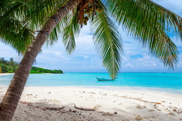 Fototapeta na wymiar Maldive Islands Sand Beach and green palm foliage view