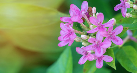 Macro close up of small pink flowers Ruspolia hypocrateriformis, Pink ruspolia, Prickly bush or Ruddy rose. Concept of beautiful nature flower winter background.