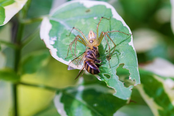 Fototapeta premium Macro close-up Lynx Spider the family Oxyopidae. , Ambushing pollinators, much as crab spiders. Spider praying and eating bee on the green leaves plant growing in the garden.