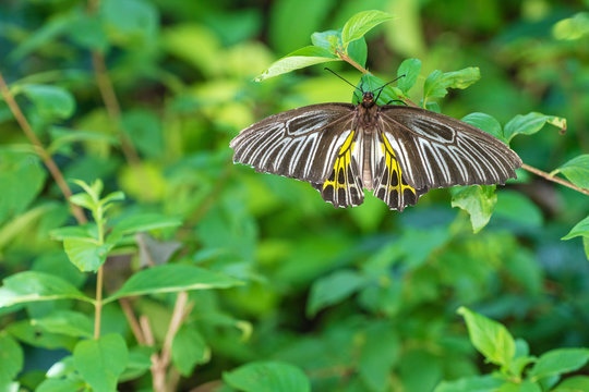 Goden Birdwing Butterfly perched on green leaf in nature background. Macro close up one Troides aeacus malaiianus butterfly,  Small Birdwing.