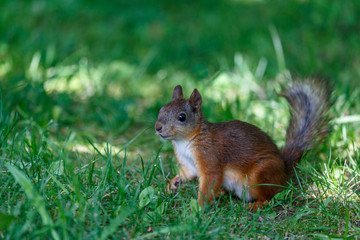 Naklejka na ściany i meble Funny squirrel in the park of Petergof town, Russia
