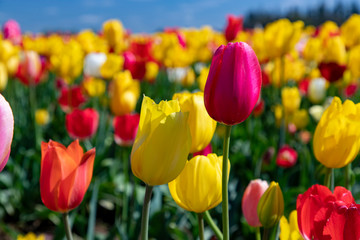 Multicolor Tulips