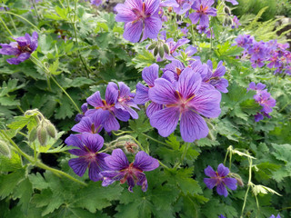 background of blooming blue purple garden geranium with bees and bumblebees