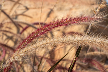 dry stalks of cereals on a natural background with shadows