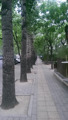 Tree road journey park nature