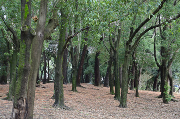 雨上がりで、葉っぱや木の幹についた苔の緑が綺麗な林の風景