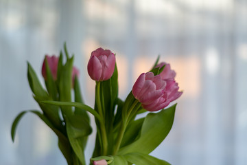 Tulpen