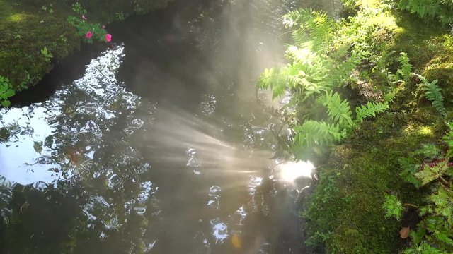 Natural image creek and  fern with lighting and sun of beam in the water at the forest