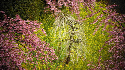 河津桜と菜の花と白梅　大井松田　0415