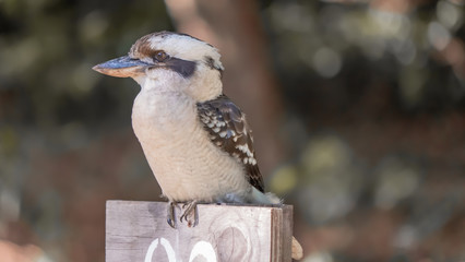 Fluffy Kookaburra sitting on a campsite sign