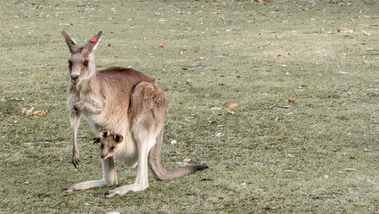 Naklejka na ściany i meble Kangaroo with Joey (baby) in pouch