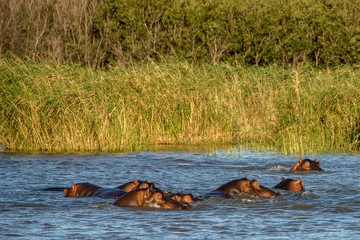 Sticking their heads out of the water in front of a green field