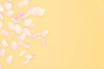 Fototapeta na wymiar Rose petals isolated on yellow background.