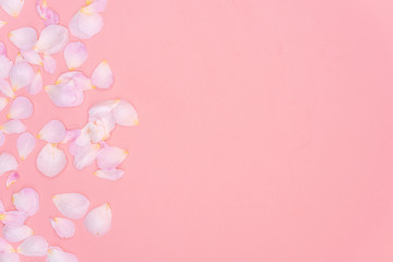 Rose petals isolated on pink background.