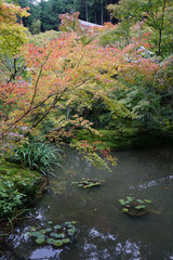 秋の気配が漂う京都圓光寺の庭園