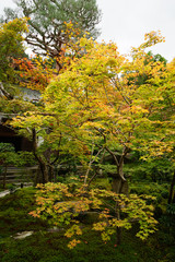 秋の気配が漂う京都圓光寺の庭園