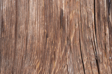 Texture of old tree with beautiful pattern