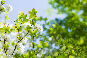 シロヤシオの花