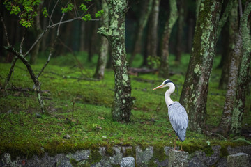 森の中のアオサギ