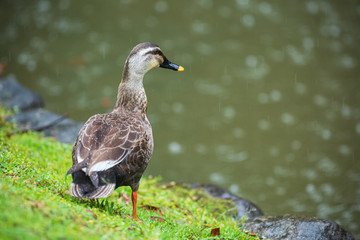 雨に降られるカルガモ