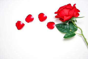 greeting card with red roses and petal of rose with white background