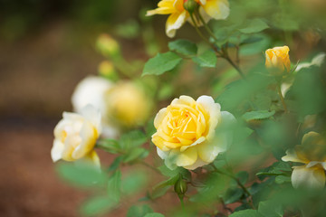 Obraz premium 黄色い薔薇